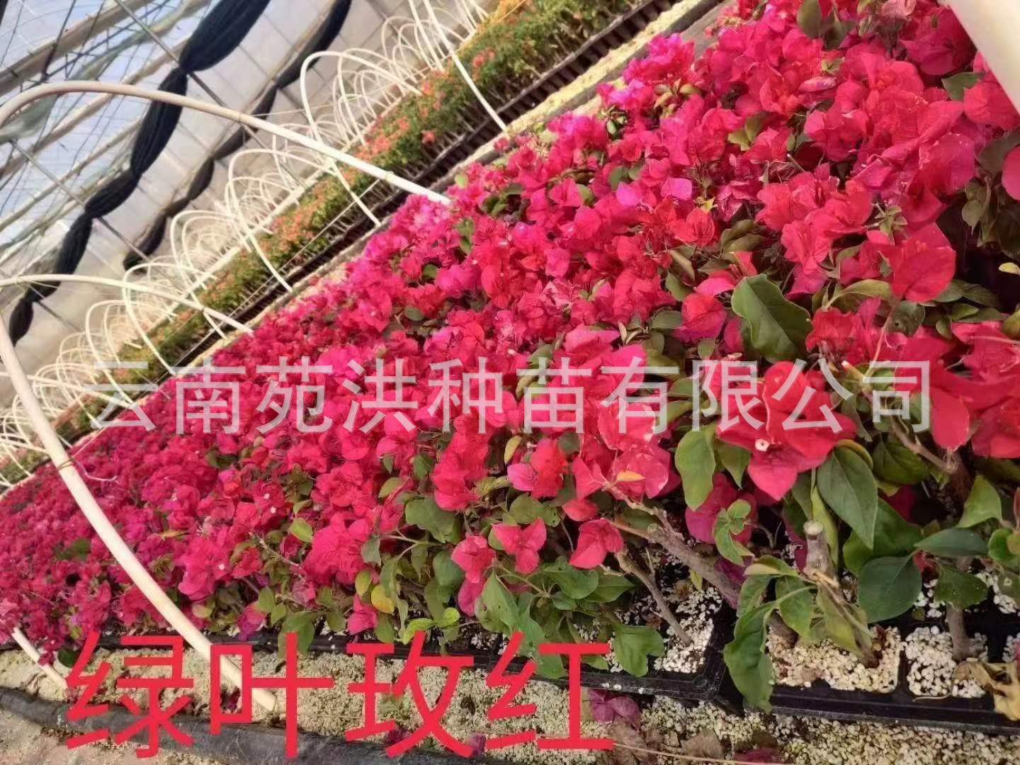 0df9f4fe05a647a6a2fc9c7bdcdee1