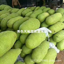 菠萝蜜苗树苗马来西亚1号黄肉泰国红肉嫁接苗菠萝苗四季菠萝庭院