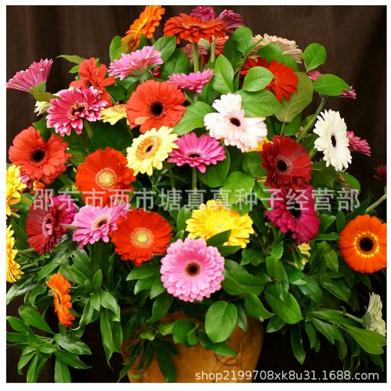 Семена зиннии легко выращивать в любое время года, а цветы цветут непрерывно. Цветы в горшках во дворе, подсолнухи и цветы герберы поставляются в смешанных цветах.