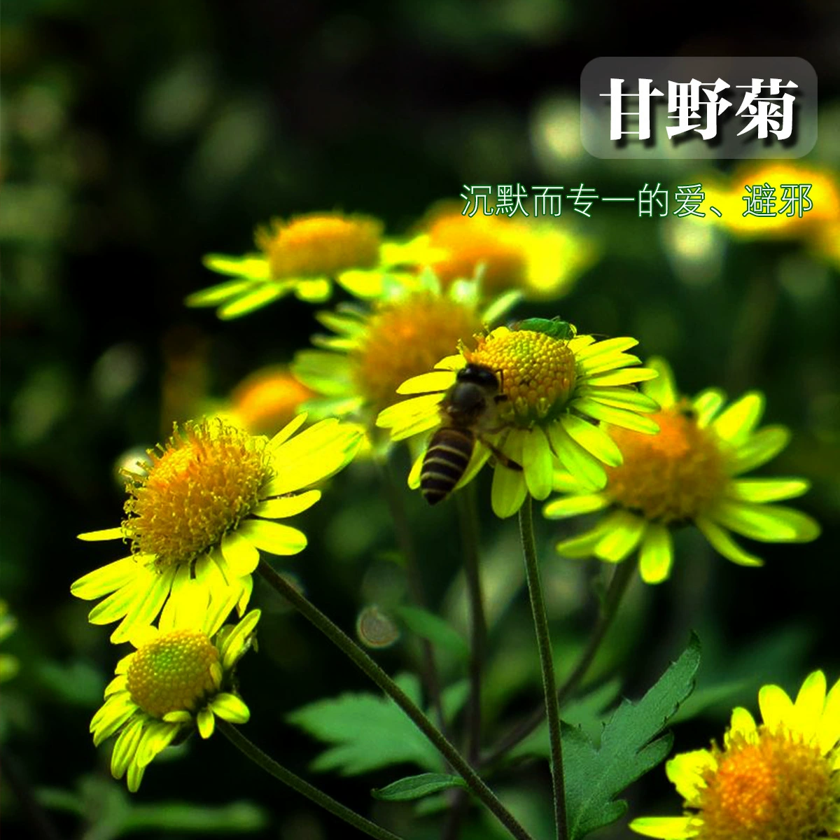 Семена ромашки оптом желтые цветы цветок морской цвет пояса четыре сезона можно посеять Многолетние травы Семена дикой хризантемы