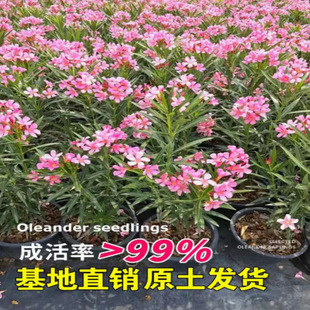 �A���Ҙ������~����A�������Ի����ļ�ͥԺ�h��Ժ���G��ֲ���s