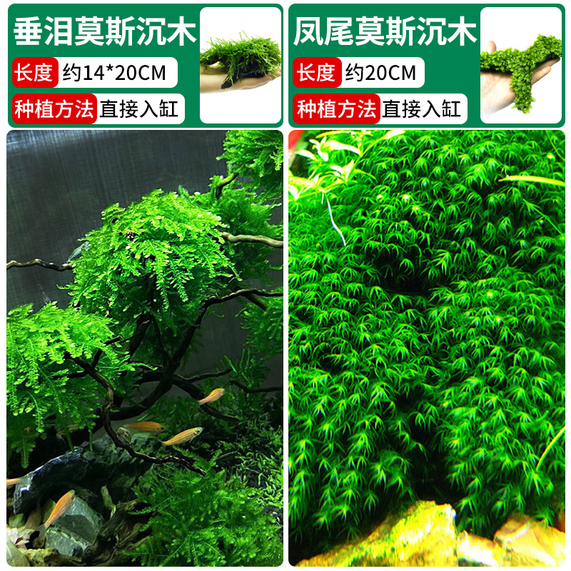 울고 있는 이끼가 침몰한 나무 + 봉황꼬리 이끼가 침몰한 나무 [클래식 조합❤훌륭한 가치]