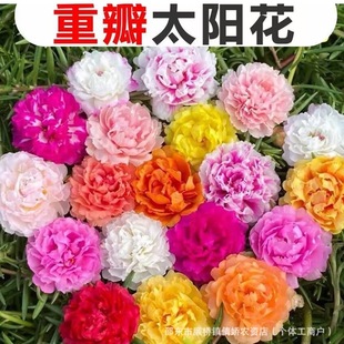 Double Sunflower Seeds Mixed Colorful Colorful Sunflower Seeds Easy to Live Indoor and Outdoor Balcony Potted Flower Seeds in All Seasons