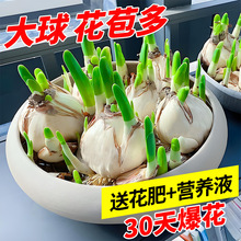 ˮ�ɻ��N��ˮ�B������������ļ��_���҃����ͺ�ˮ�ɷN��ˮ��ֲ��
