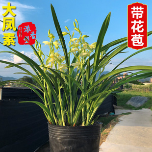 Orchid Potted Plants for All Seasons Jianlan Dafengsu Strong-Scented Indoor Potted Florals and Green Plants Are Good for Feeding Potted Orchid Seedlings