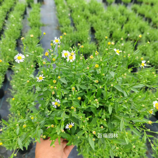 ����ֱ�N�M�~�R�m���~�R�m���Ծ�Ʒ��a�ع����^��ֲ��ͥԺ��