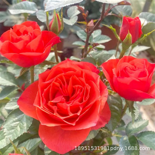 Fragrant Rose Seedlings Bloom in All Seasons, Potted Green Plants, Indoor Florals, Easy-To-Live Roses with Buds for the Courtyard