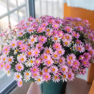 Margaret Daisy Potted Finished Product with Flower Buds for Balcony Courtyard All Year Round Perennial Flower Plant Cold-Resistant