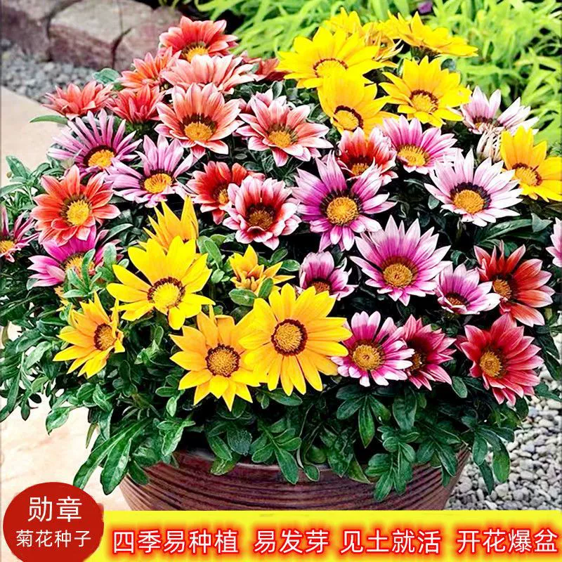 Хризантема цветок семена цветов четыре сезона цветения легкий цветок алтарь цветок Семена Крытый балкон цветок Горшечное растение