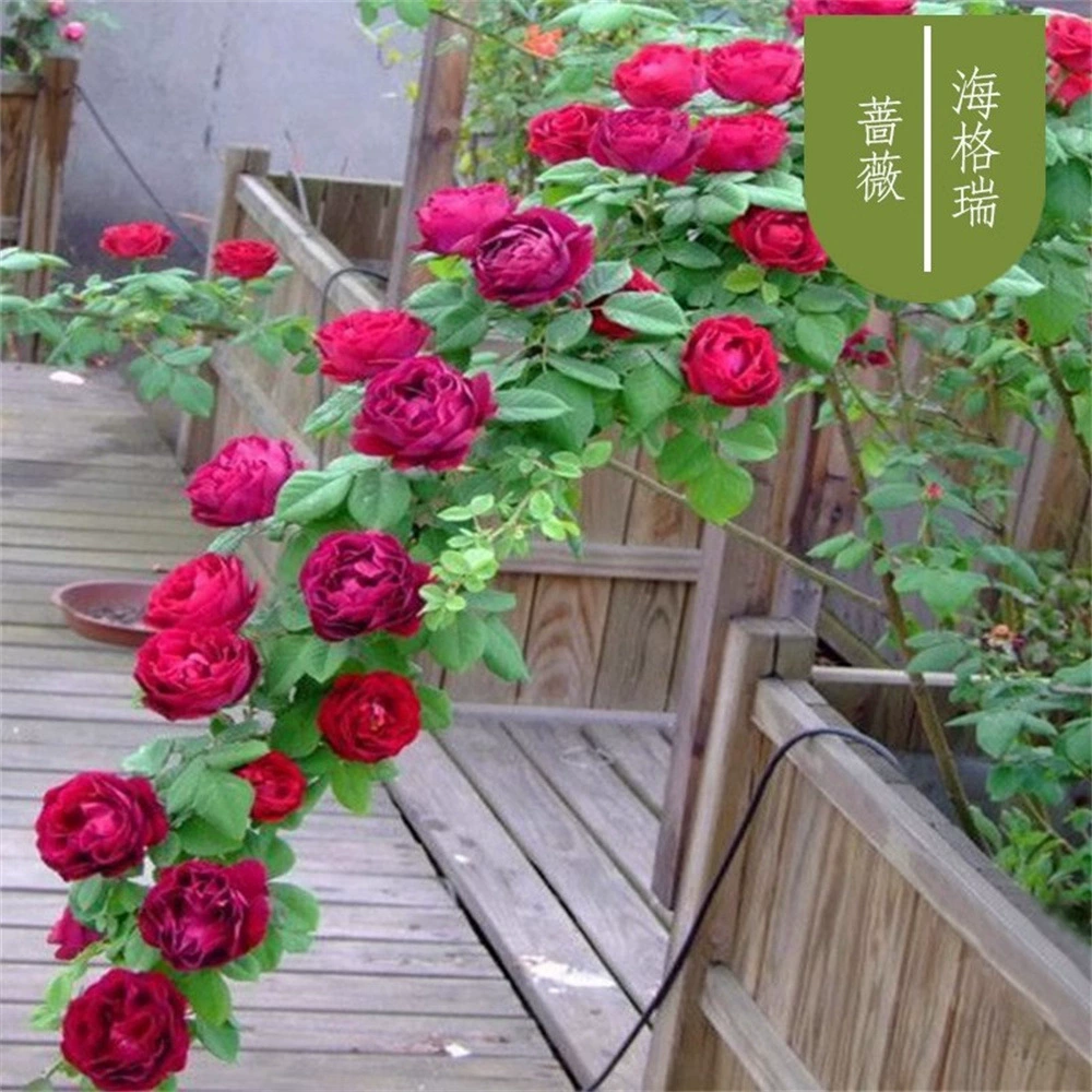 Моне Цветок Рассада Виноградная лоза Роза Большой цветок Ароматный сад Вьющиеся лозные растения Цветы Балкон Роза в горшке Четыре сезонных цветения