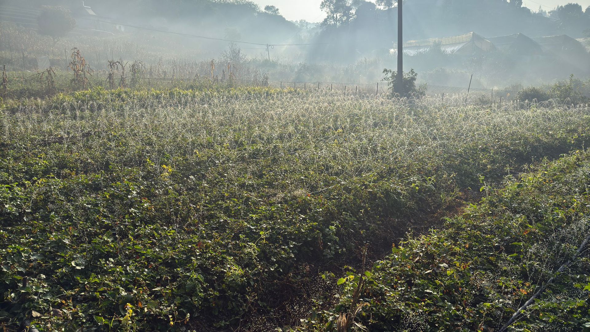 鱼腥草种植 (25).JPG