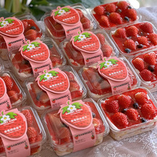 草莓奶油盒子莓果提拉米苏蛋糕包装盒慕斯千层西点便当烘焙打包盒