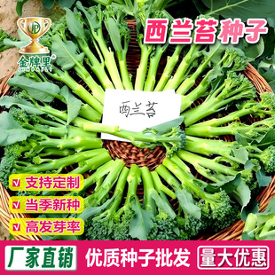 ���m̦һ̖�N�ӷN�����m�����{���m�������{̦���{�����߲˷N����