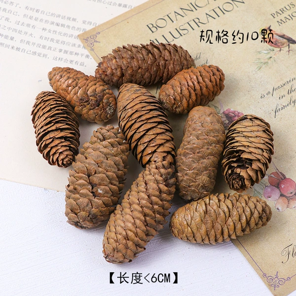Spruce fruit below 6cm