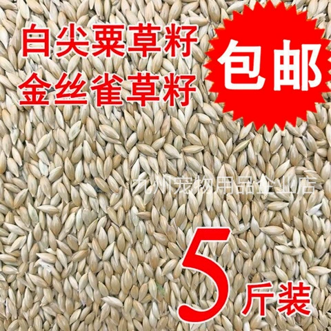 Новая Гана Лизи Попугай Птичий масляный наконечник Просо Белый наконечник Просо Коттеджное семя Птичья еда Канарские семена Воробей Голубь Пища