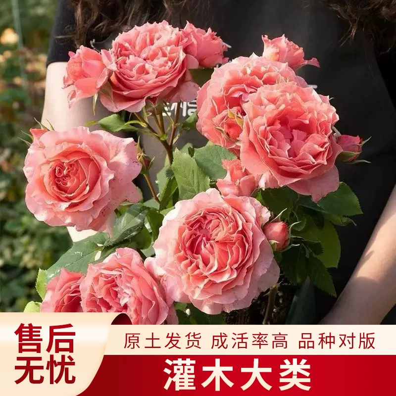 Кустарники, цветы роз, комнатные растения в горшках для двора и балкона, цветущие в любое время года, рассада роз, разноцветные цветы