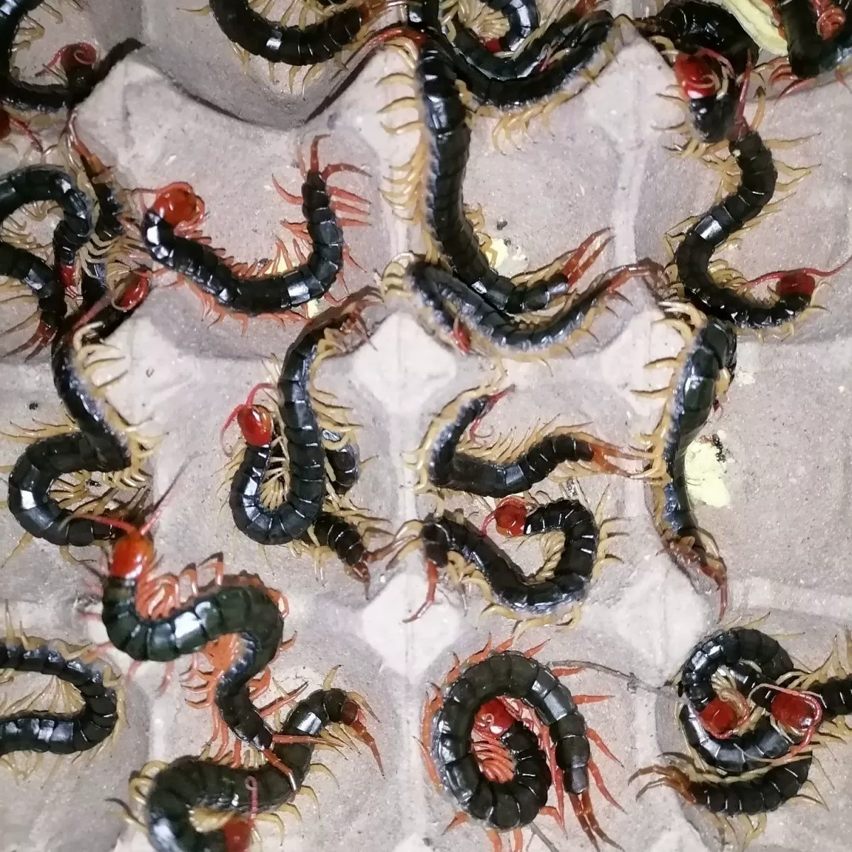 Хризантема Скорпиона, пьяв, местный доллар, свежее живое насекомое (свежий на все сезоны), курица бетта, живой корм, вино, замачиваемый скорпион