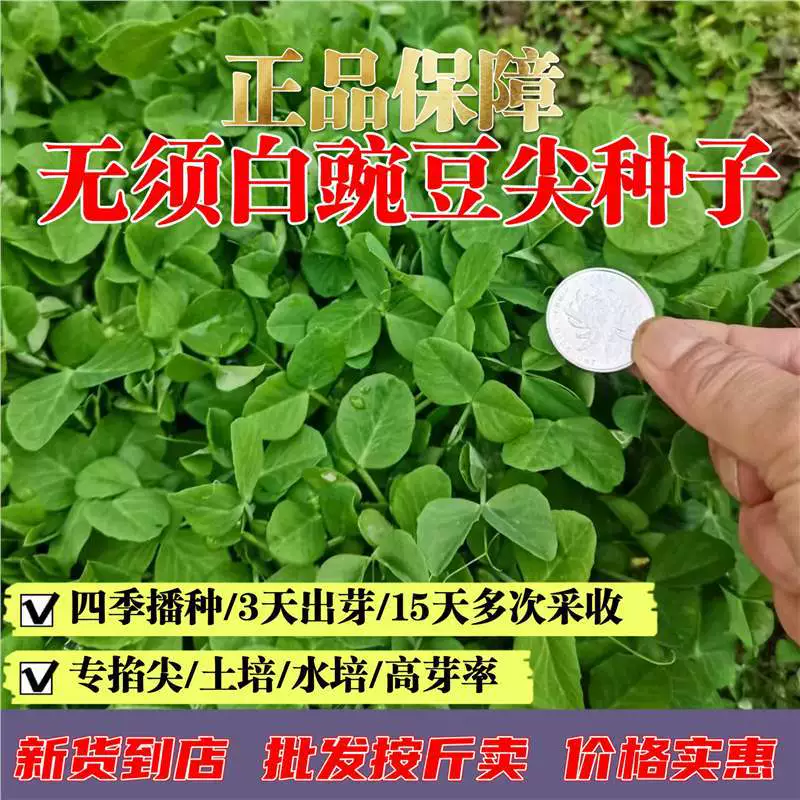 [Новое поступление] Не нужно семян гороховых наконечников, ростков бобов в горшках и в земле, семян овощей, рассады белого гороха, почвенных культур в гидропонике.