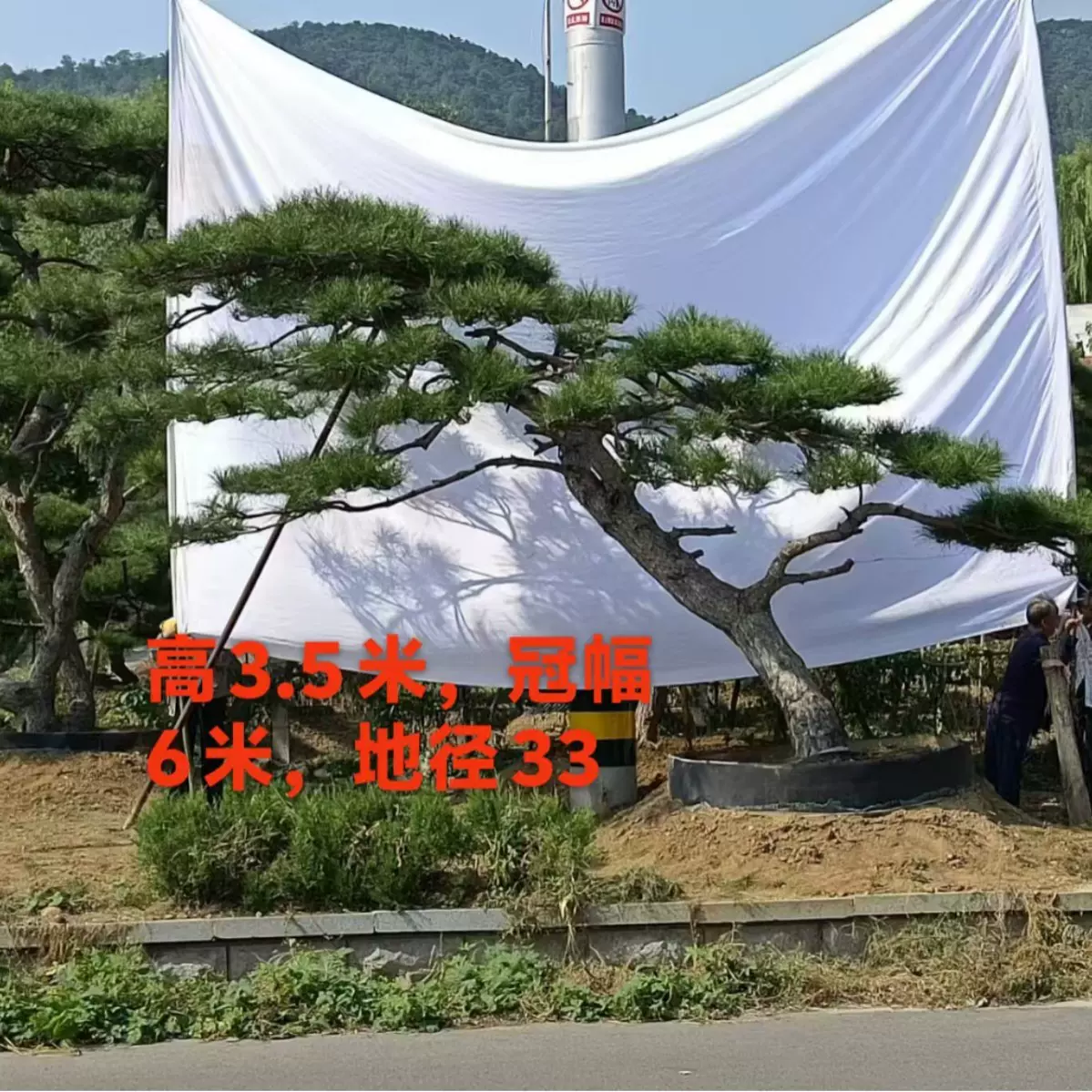 定制造型松公园绿化美化造型松树美观景松别墅庭院造型松树