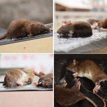 QNճ岶Ӵ÷ץxճħ̺S