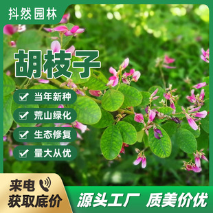 ���l��ľ�G���o��С��ľ�N�Ӻ�֦�� �_���� ��ɫ ���~��֦�ӷN��
