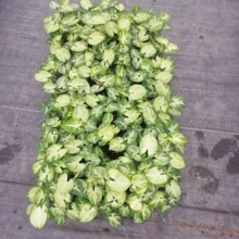 Դ�^�S�����������k���ӼҾGֲ�׺����Ϲ���@�־G�����ܷN�����l