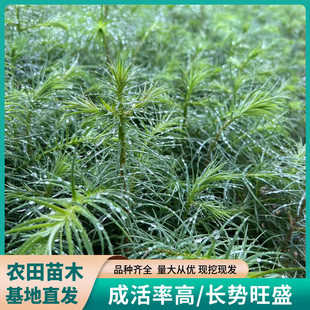 农天供应 刺杉 杉木种苗 园林绿化工程苗木 批发基地种植-阿里巴巴
