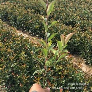Red Leaf Stone Pine Seedlings