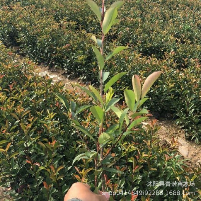 苗圃直销红叶石楠工程苗四季常色石楠绿篱红叶石楠大小杯规格齐全