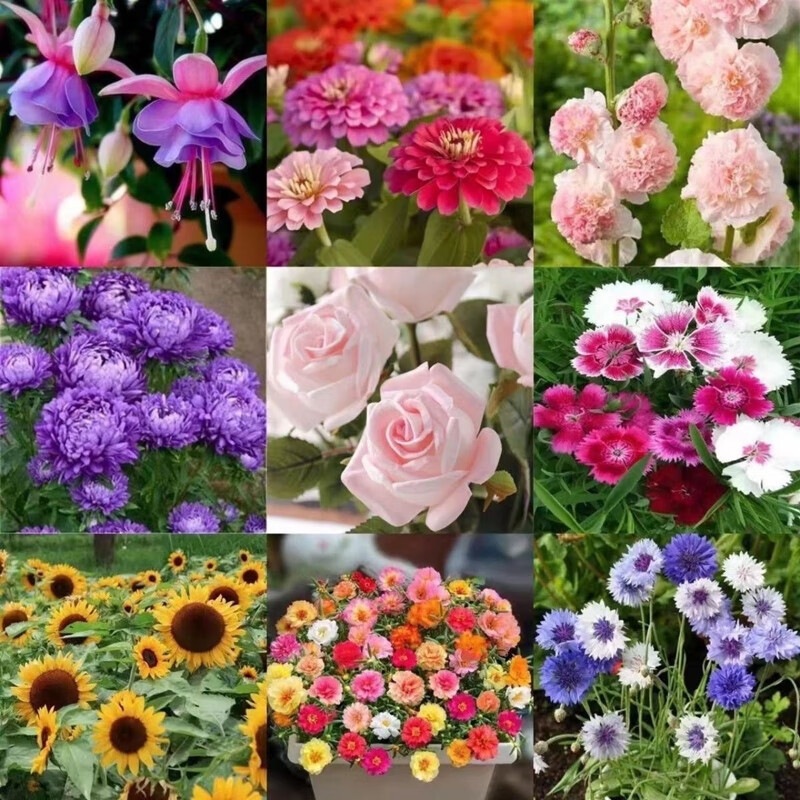 花卉种子四季种子批发满天星太阳花波斯菊百日草向日葵雏菊薄荷
