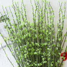 �����֧�D÷ ���滨�Ҿ��b� ��֦ �hѩ���廨 ��ѿ÷��֦����ֲ