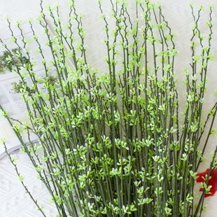 �����֧�D÷ ���滨�Ҿ��b� ��֦ �hѩ���廨 ��ѿ÷��֦����ֲ