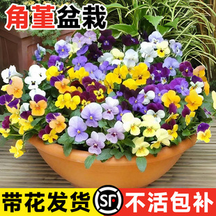 Potted Pansy Seedlings with Flowers, Pansies, Large Seedlings with Wrinkled Edges, Cold-Resistant Florals and Green Plants, Frost-Resistant Indoor and Outdoor Balconies