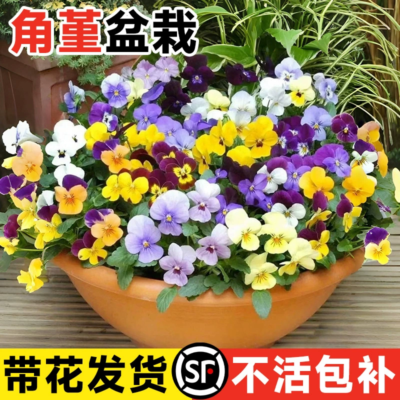 Саженцы бегонии в горшках с цветами, бегонии, большие саженцы с морщинистыми краями, морозостойкие цветы и зеленые растения, морозостойкие внутренние и уличные балконы.