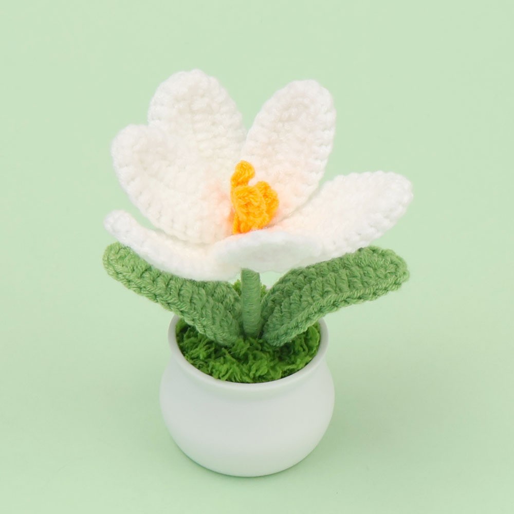 Macetas de tulipanes blancos - florecientes (macetas blancas)