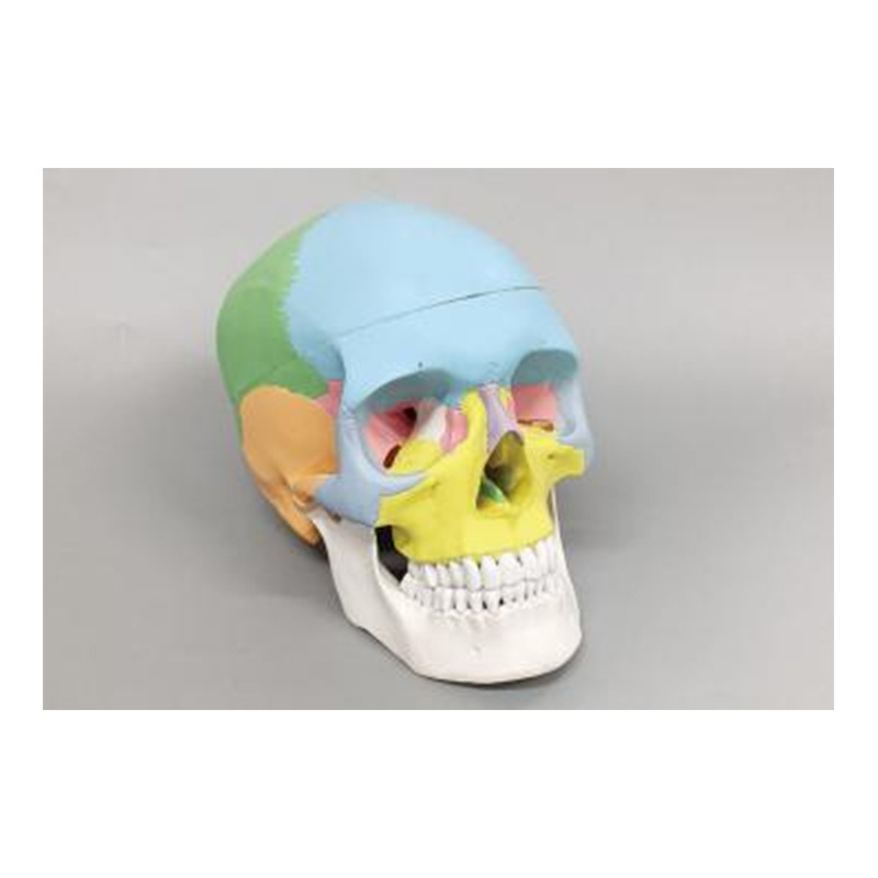 Modelo de simulación dental simple de modelo de práctica de enseñanza oral tipo reposacabezas modelo de cabeza simple de sujeción de mesa modelo de simulación de cabeza image 14