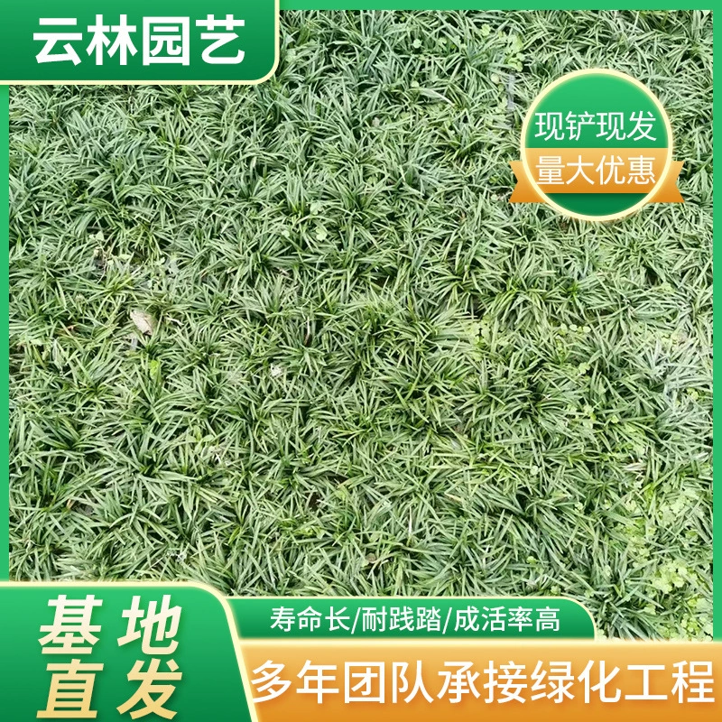 База питания карлик Ophiopogon japonicus японский карликовый лист Ophiopogon japonicus карликовый цветок Ophiopogon japonicus вечнозеленая посадка во дворе виллы