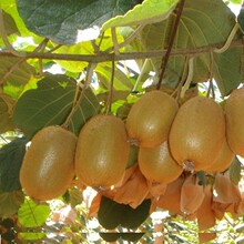 �J���Ҙ���繫ĸͬ��t�ľG�����㏛�������Ϸ������ļ��Nֲ���l