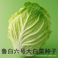 鲁白六号早熟大白菜种子白菜种子强耐热秋播大田基地用种蔬菜种子