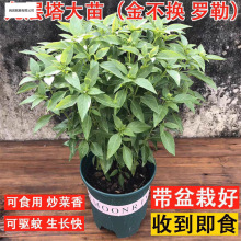 �Ō������ǽ𲻓Qֲ���_���~ʳ���{ζ���������u�޲������̨����