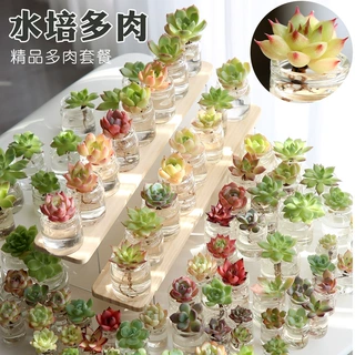 水培多肉组合植物玻璃杯精品绿植花卉室内桌面摆件花盆栽团建礼品