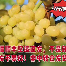 【顺丰包邮】无核白葡萄新疆直发新鲜现摘应当季无籽露小蜜蜂纯甜