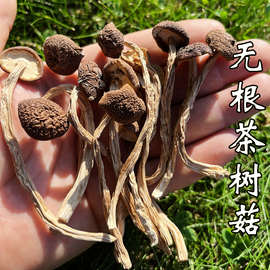 茶树菇干货特等新货不开伞修剪无根嫩茶树蘑菇香菇煲菌汤散装500g