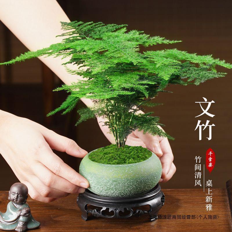 大量盆栽植物四季常青批竹室内花卉绿萝水培绿植小盆景创意见详情