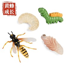 仿真动物模型迷你小动物黄蜂成长周期蝴蝶蜘蛛蜈蚣蜻蜓玩具摆件