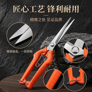 ���P����l��֦������@ˇ��@�ֹ��߼���֦�ô�֧����ʡ����֦��