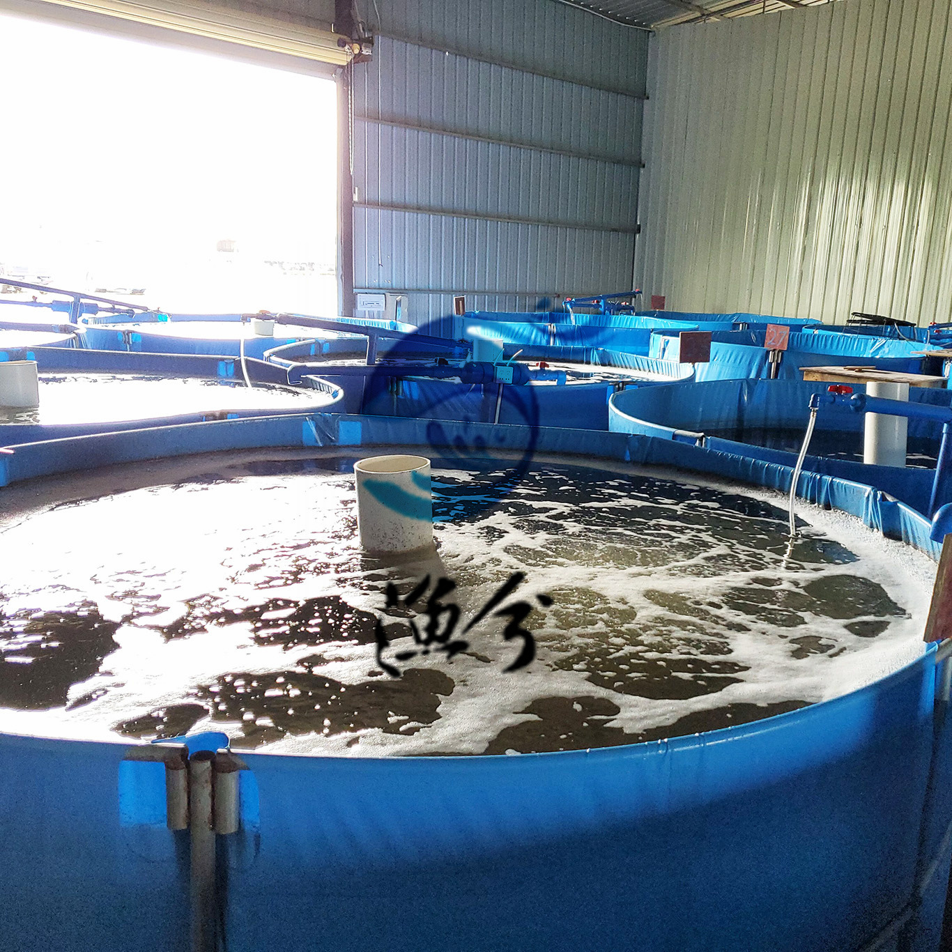 高密度俄罗斯鲤鱼循环水养殖系统、俄罗斯鲤鱼工厂化循环水设备