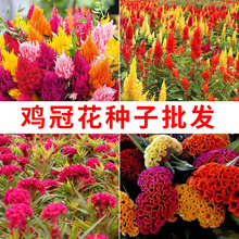 �u�ڻ��N�����ļ����N�_���׻�����ͥԺ�ͺ��͟�t�Pβ�����绨��