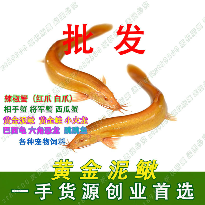 Wholesale Golden Loach Internet Celebrity Loach Artificially Bred Golden Loach Bathtub Scavenger Street Stall Small Loach Wholesale Golden Loach Internet Celebrity Loach Artificially Bred Golden Loach Bathtub Scavenger Street Stall Small Loach