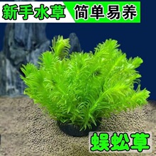 �������ˮ�ݵ�ˮֲ������~���쾰�b����֑�����������ˮ�|